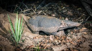 Giant armadillos are among the hardest animals to catch on camera, so this team was overjoyed to film a baby in the Peruvian Amazon – and their clip is utterly compelling