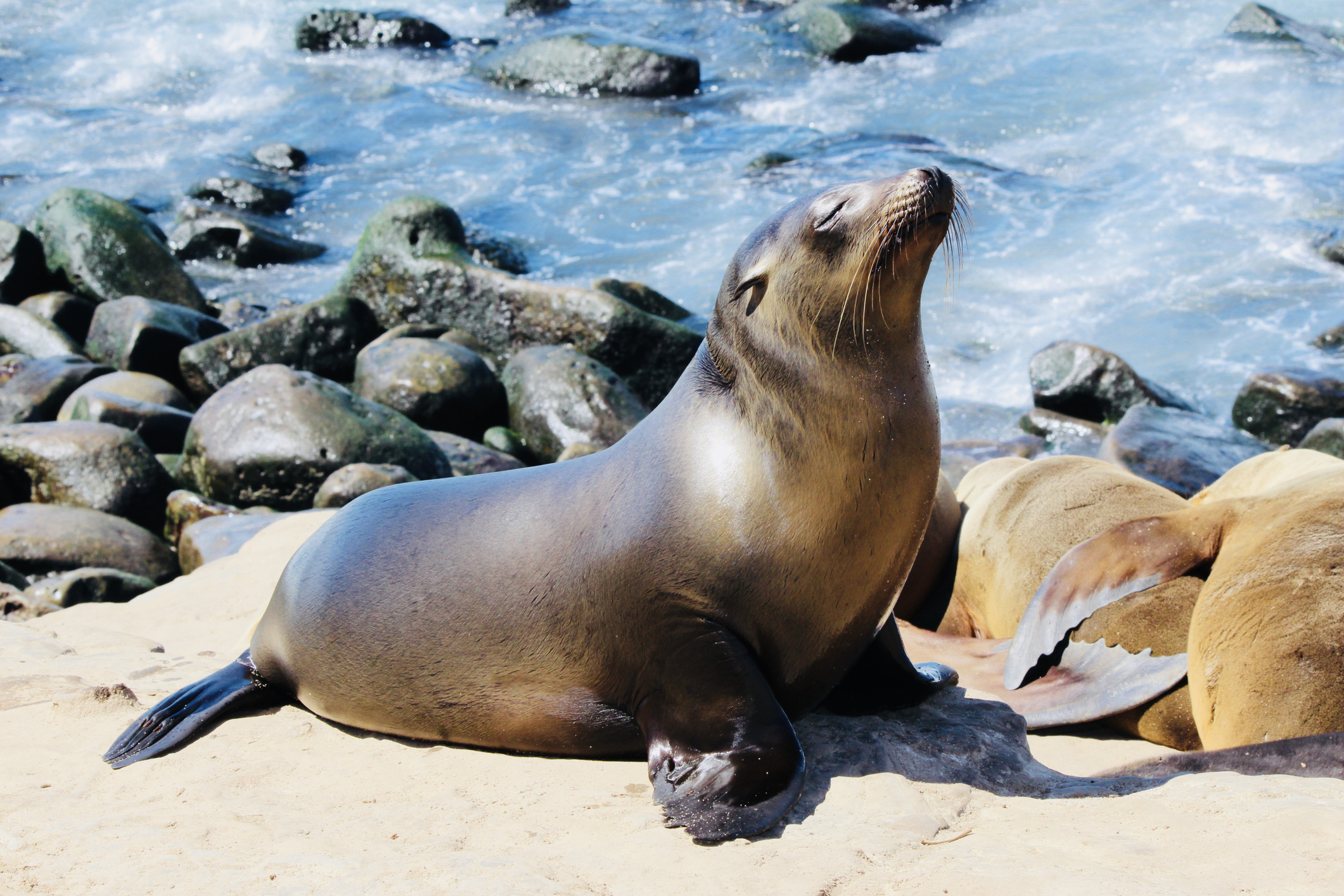 Little seal enjoying the sun in La Jolla