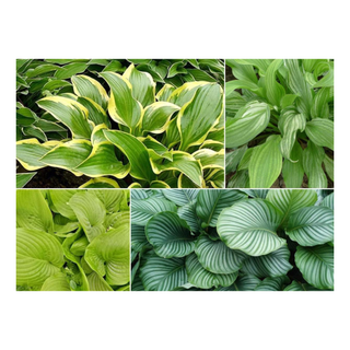 A range of hosta plant foliage