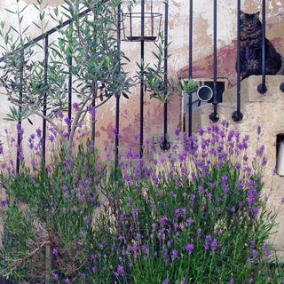 Lavender growing in pots at the bottom of a stone staircase, where a cat sits waiting for its owner