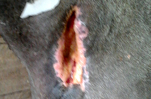 The mare was left with a gaping wound after surgery