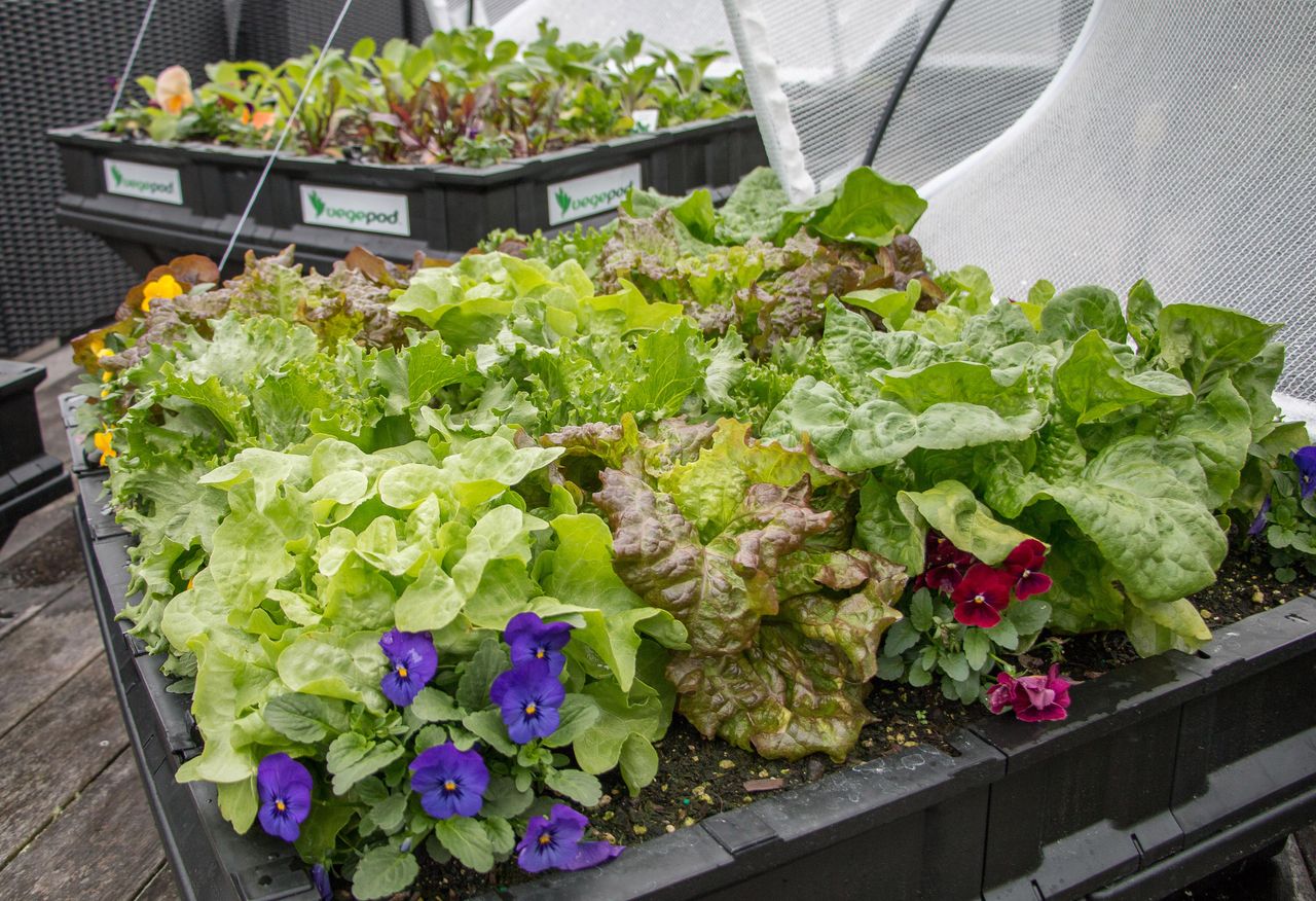 small vegetable garden ideas - planter from Vegepod