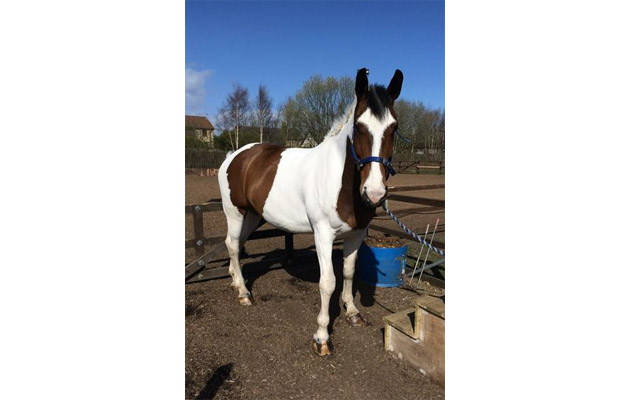 skewbaldhorsesforsale3