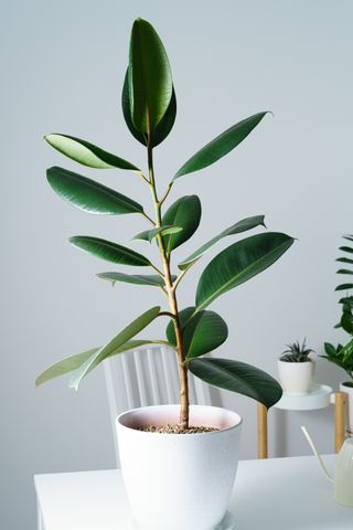 A rubber plant in a pot