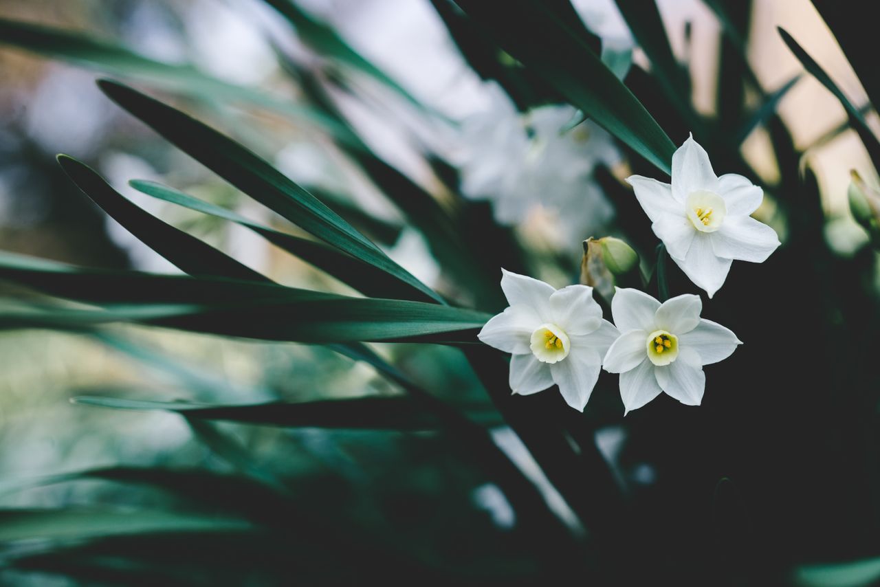 Monty Don plants paperwhite daffodils