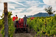 Harvest at Il Marroneto, Montalcino