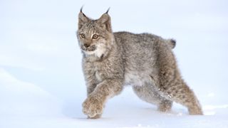 Canadian Lynx Kitten in Winter