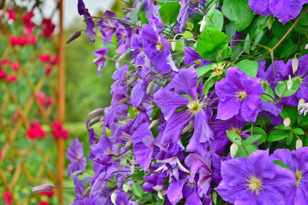 Flowering Vines With An Extended Bloom Season | Gardening Know How