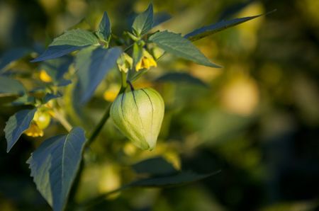 Tomatillo Fruit Plant