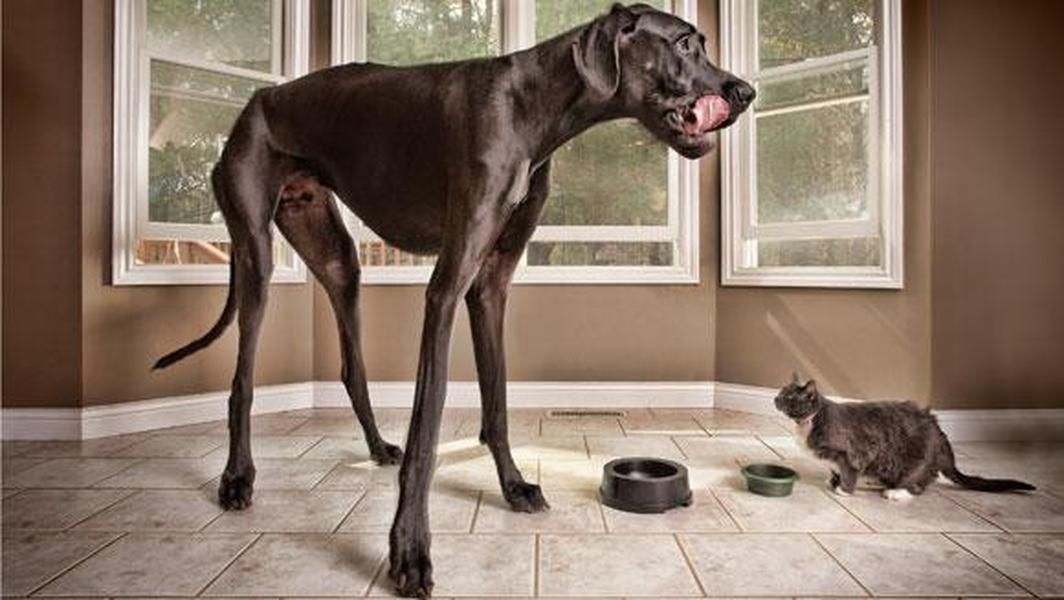 The world&amp;#039;s tallest dog has died