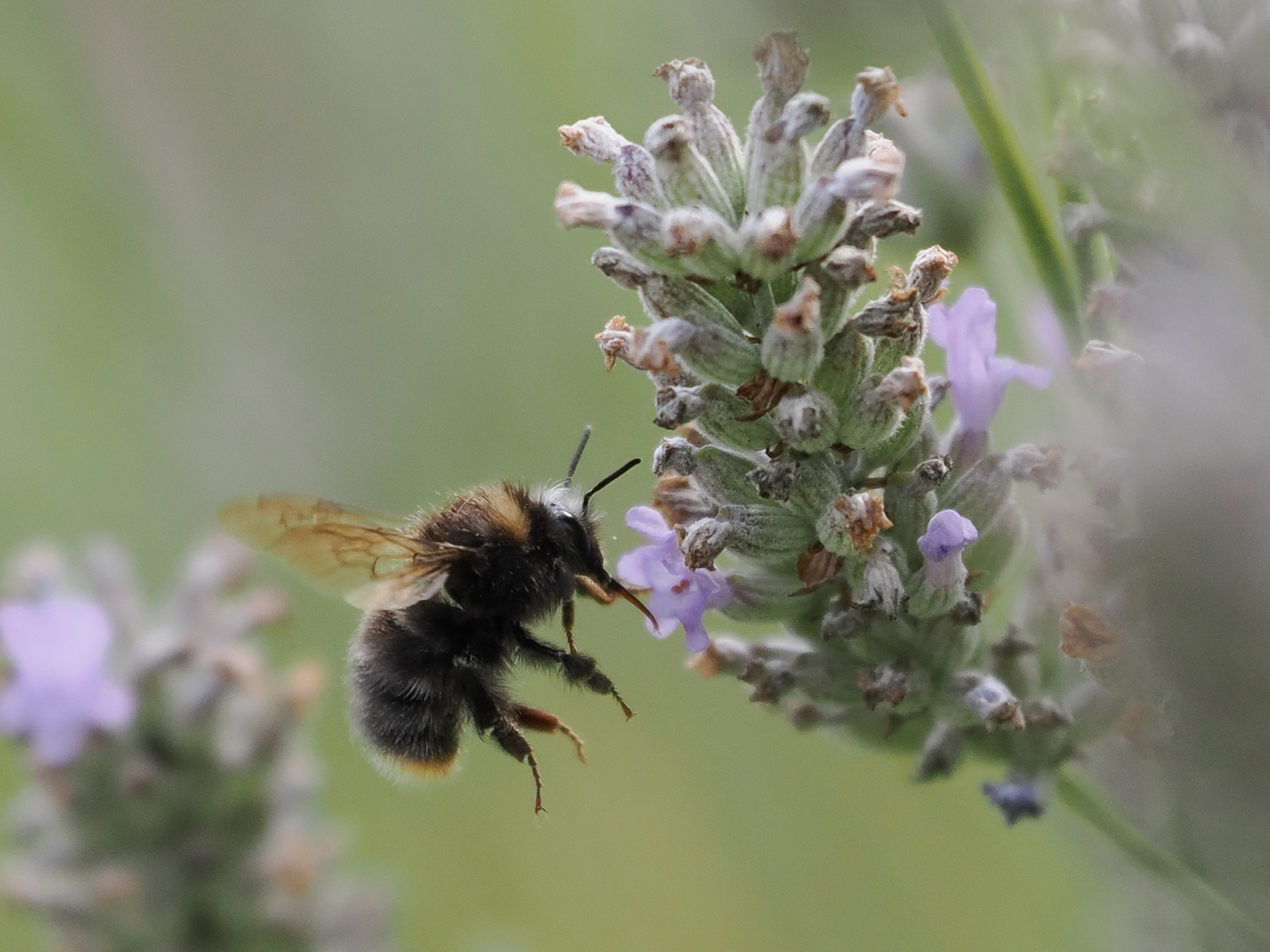 Sample bee photograph taken with the OM System M.Zuiko 50-200mm f/2.8 IS Pro on the OM System OM-1 Mark II