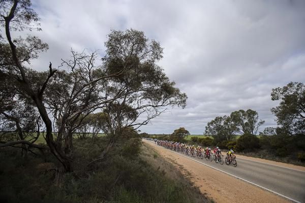 The peloton gets strung out en-route to Manangatang