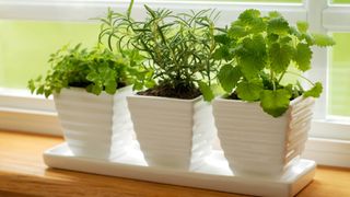 Trio of herbs in white pots placed on a sunny windowsill