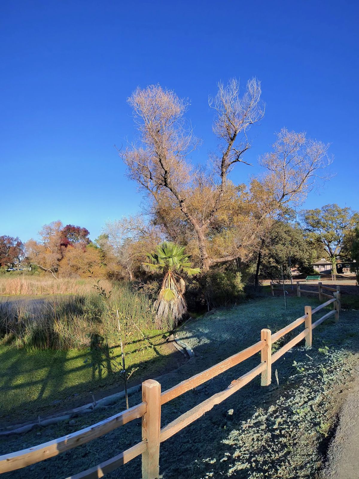 A photo taken with the Oakley Meta Vanguard smart glasses, showing a tall tree behind a short wooden fence in a park.