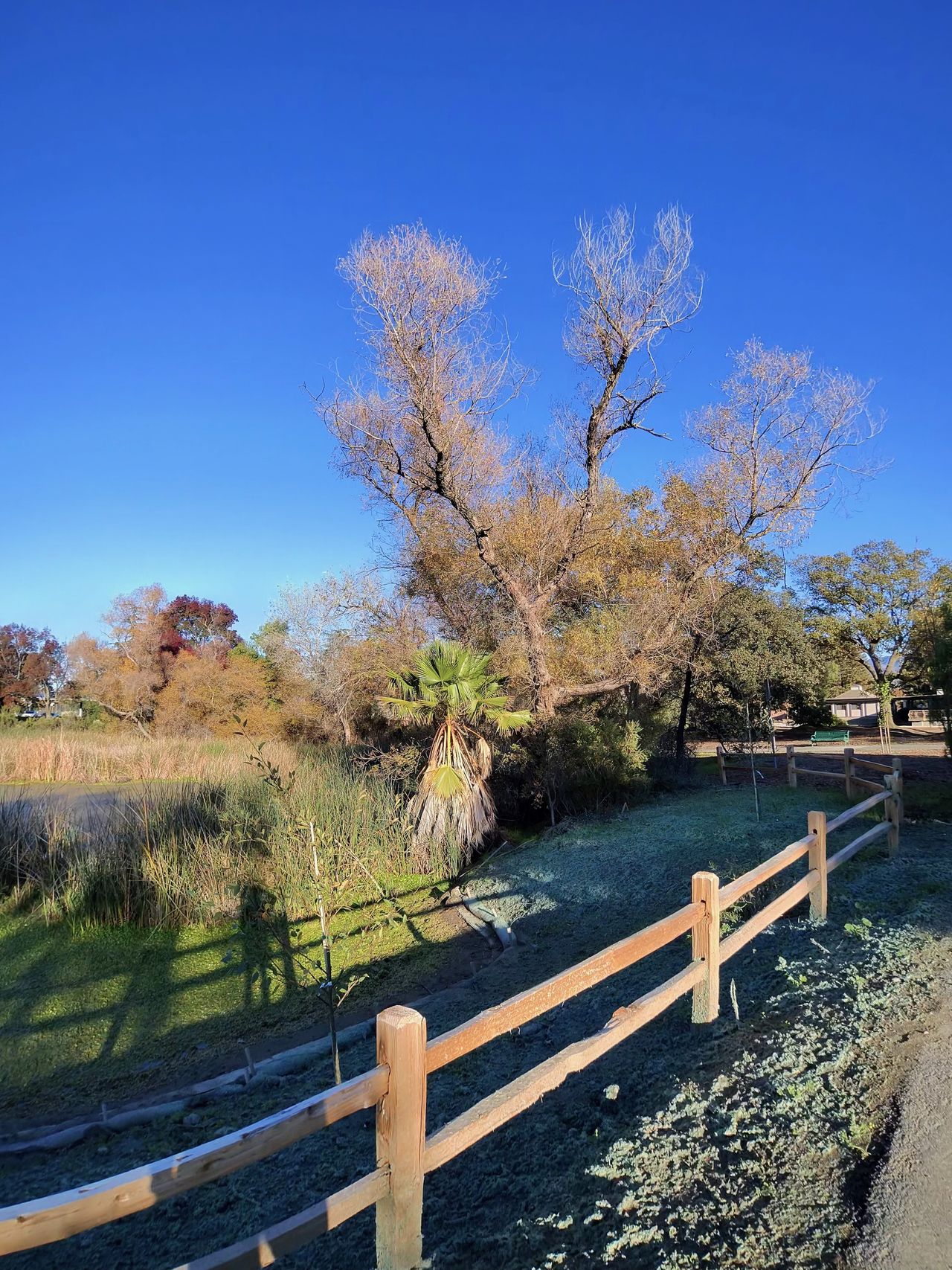A photo taken with the Oakley Meta Vanguard smart glasses, showing a tall tree behind a short wooden fence in a park.