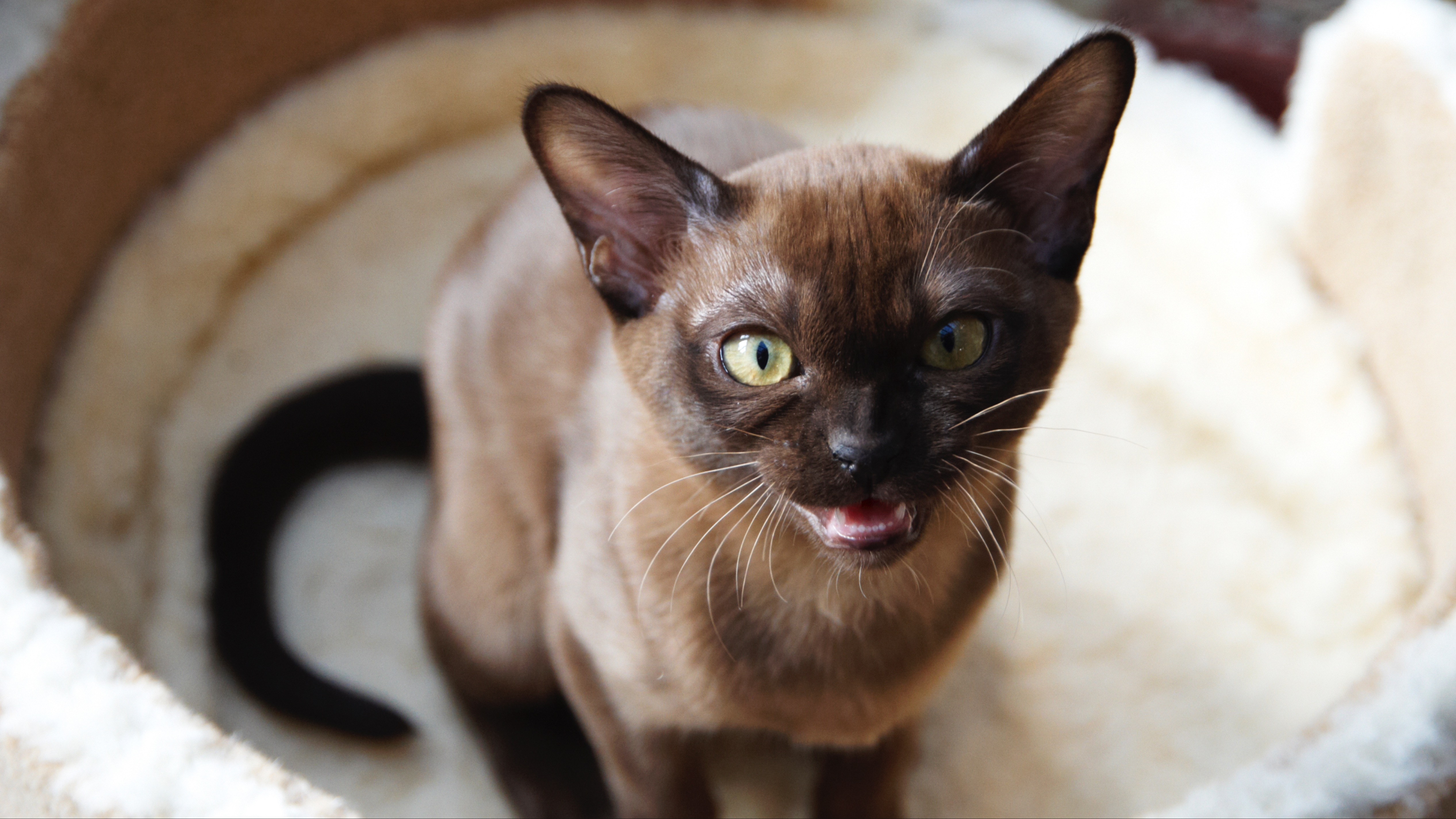 Burmese kitten meowing for attention