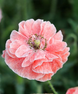 'Angel's Choir' is a delicate ruffled pink annual poppy
