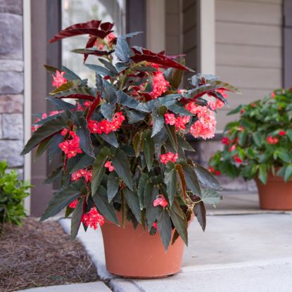 Angel wing begonias in pots on a shady front porch