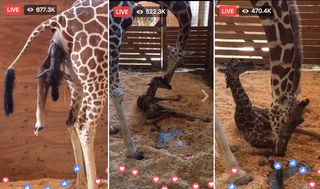 Video stills of April the giraffe giving birth to her calf on April 15, 2017.
