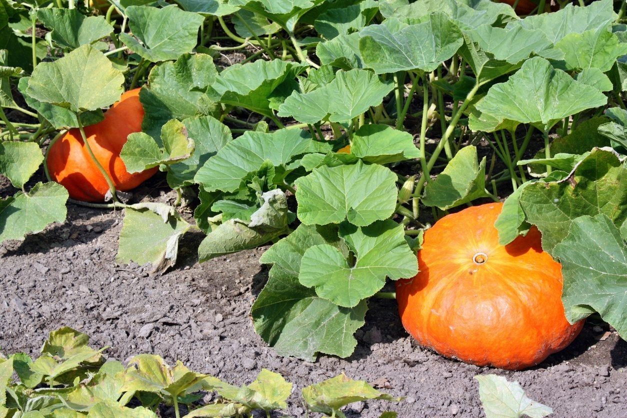 Pumpkin Vine With Pumpkins