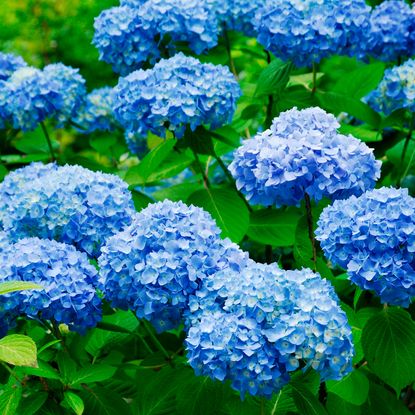 blue hydrangea flowers in border display