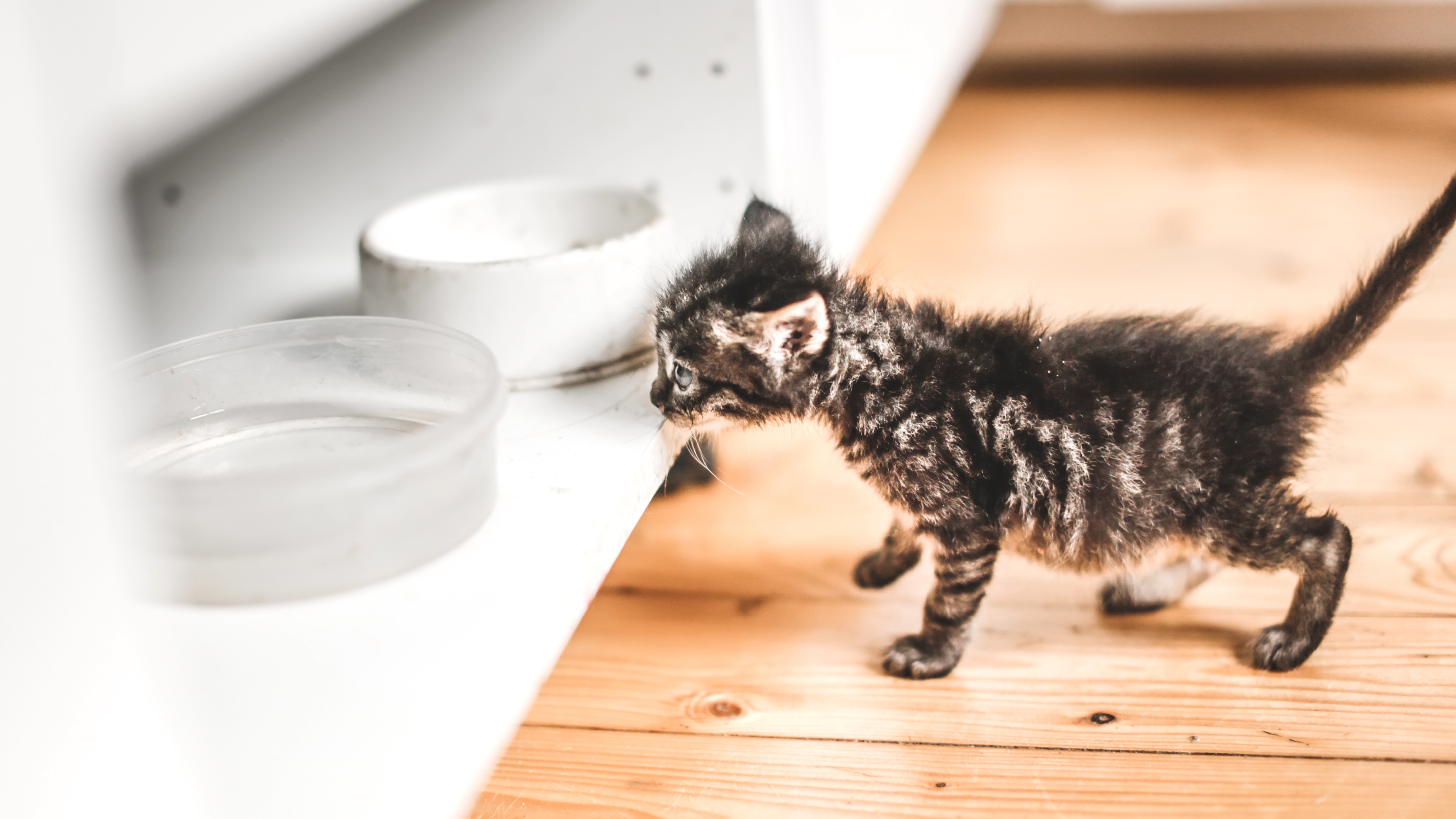 Kitten smelling food