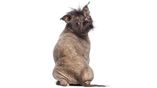 Ugliest dog Photo contest