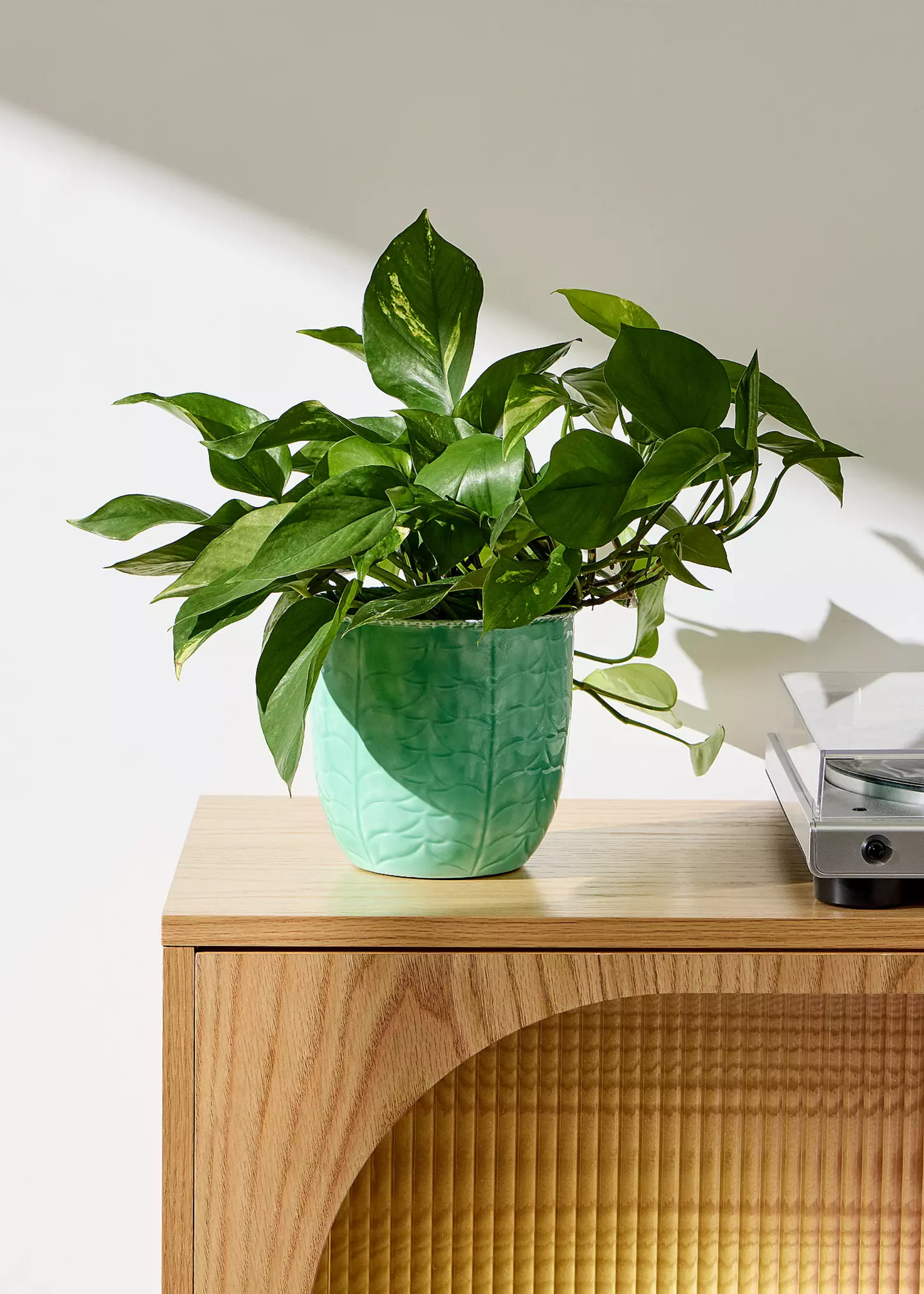 A potted pothos on a sideboard beside a vinyl player