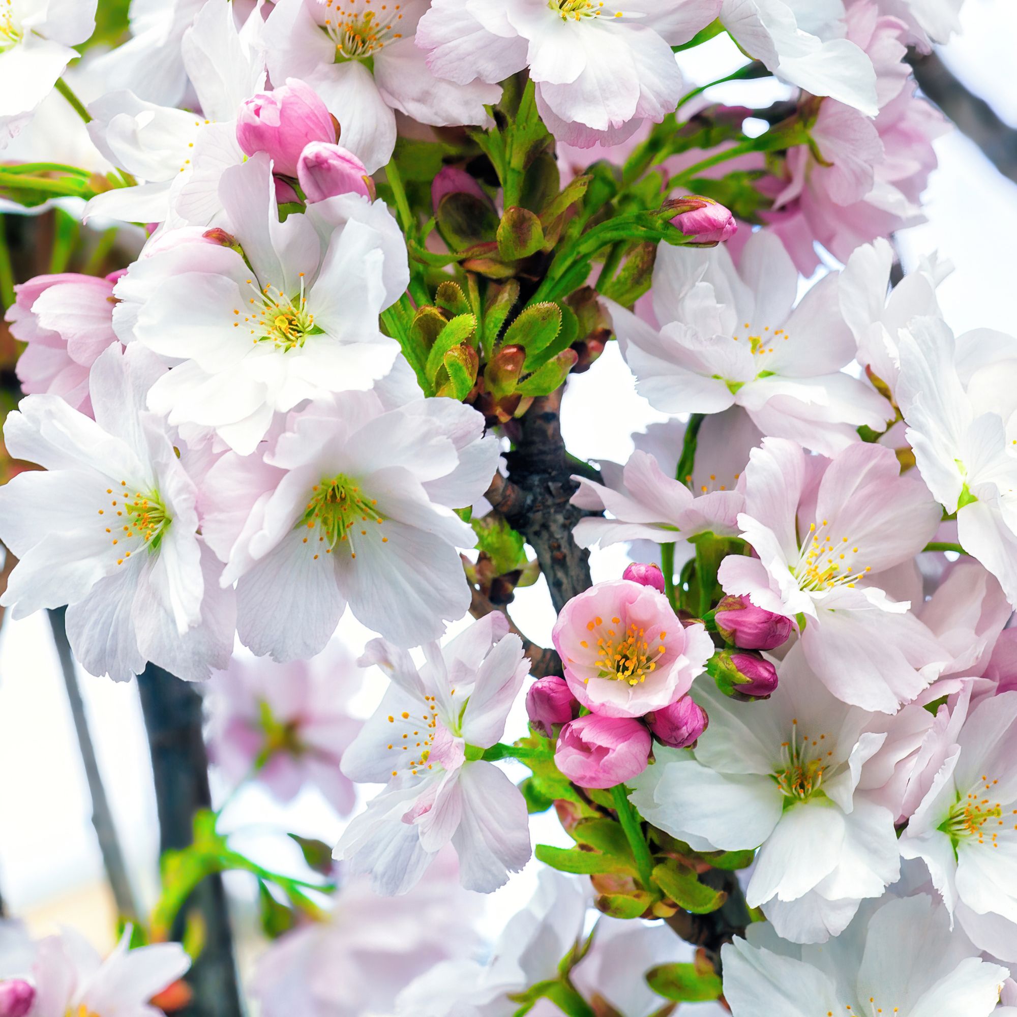 Prunus 'Amanogawa' cherry blossom
