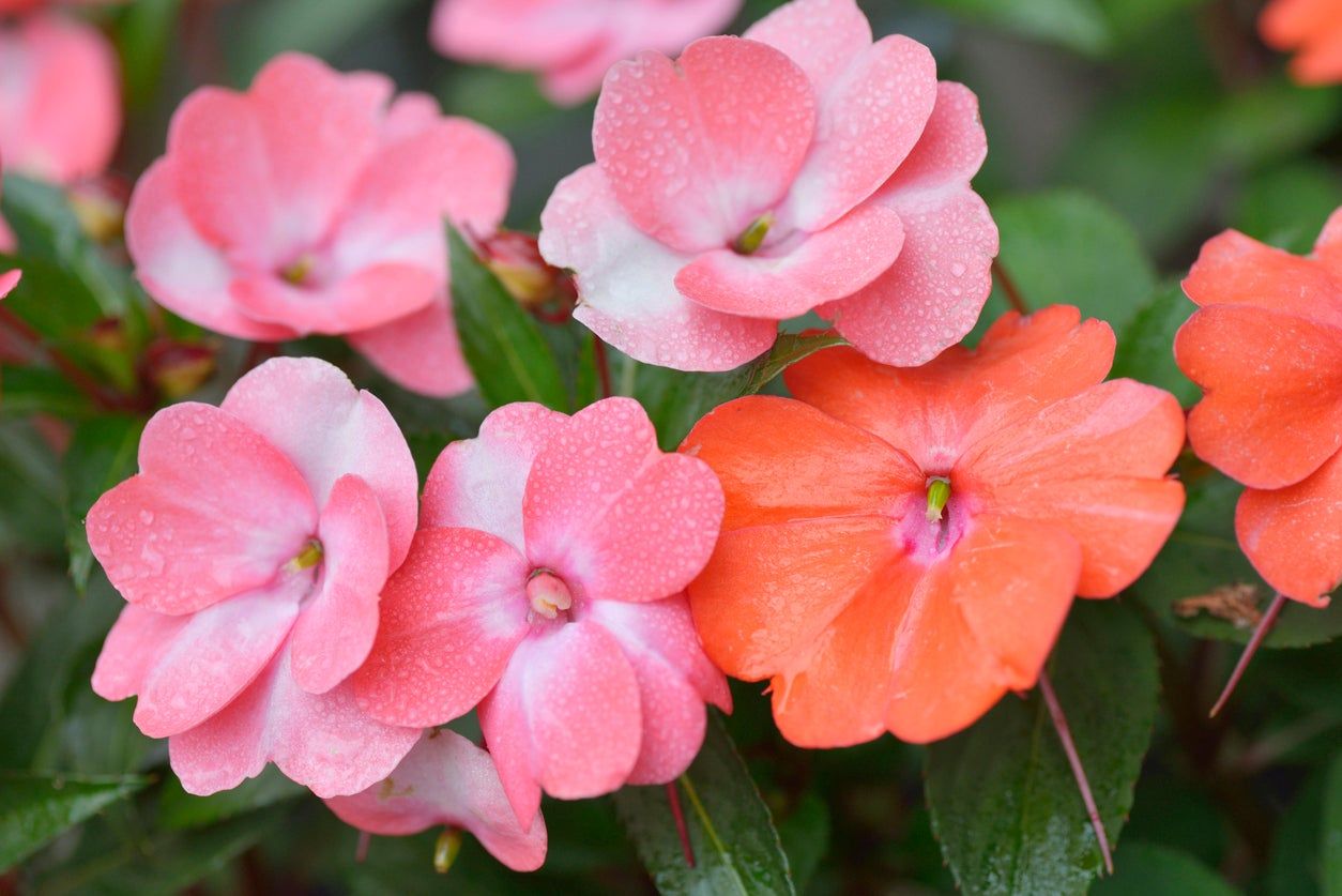 Impatiens