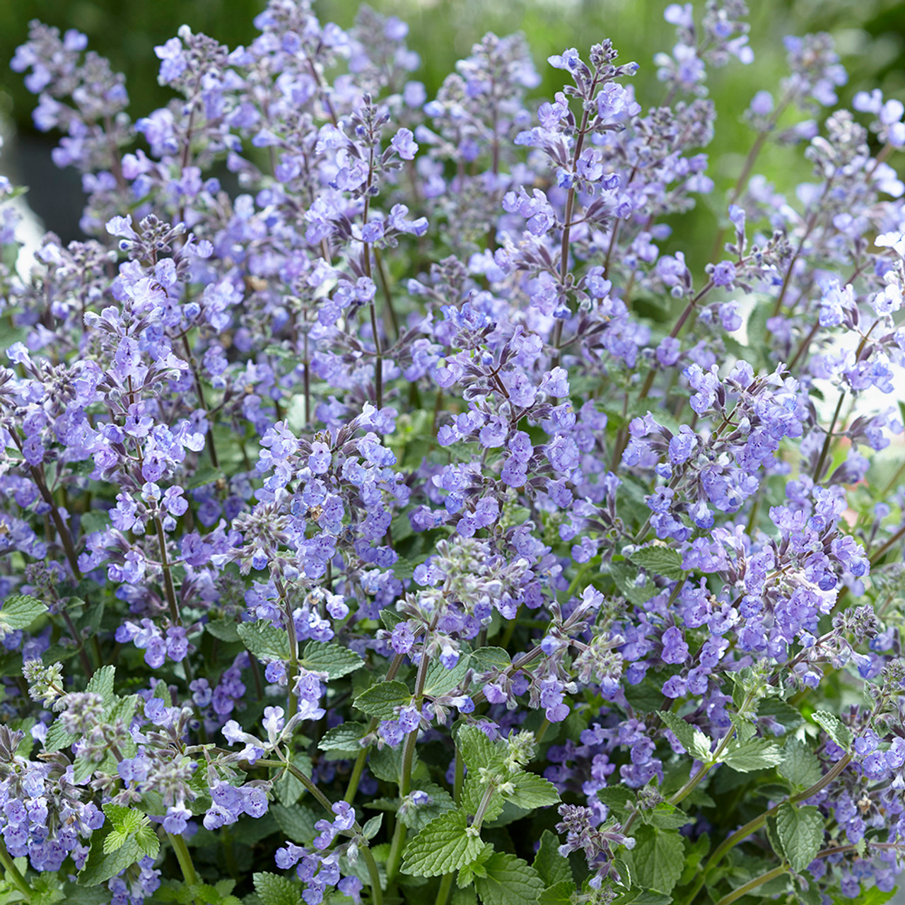 Nepeta Faassenii 'purrsian Blue'