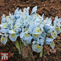 Iris 'Katharine Hodgkin' at Thompson &amp; Morgan