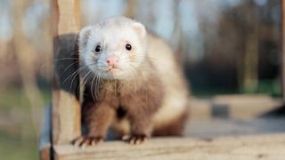 Ferret