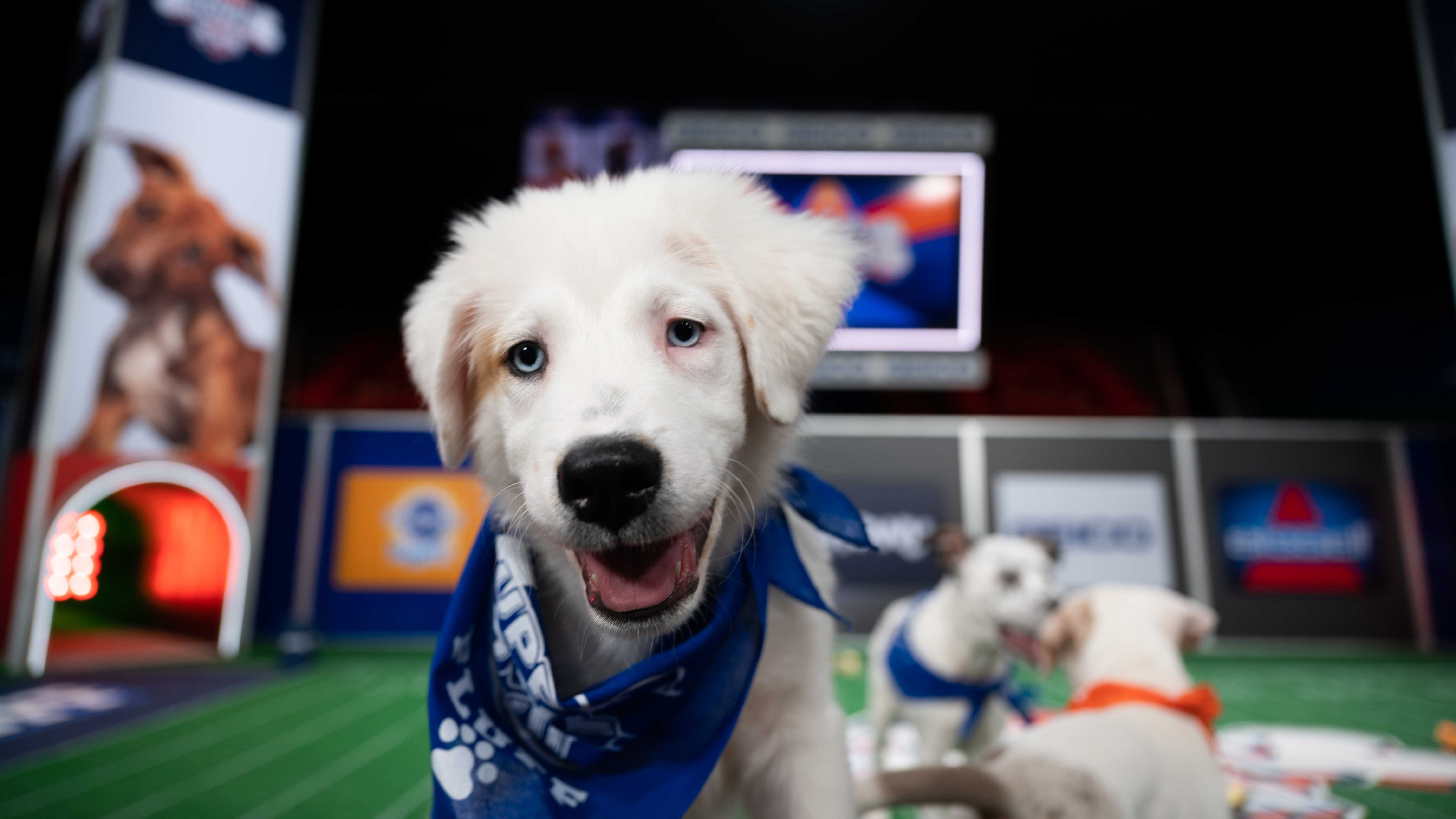 how to watch the puppy bowl on roku