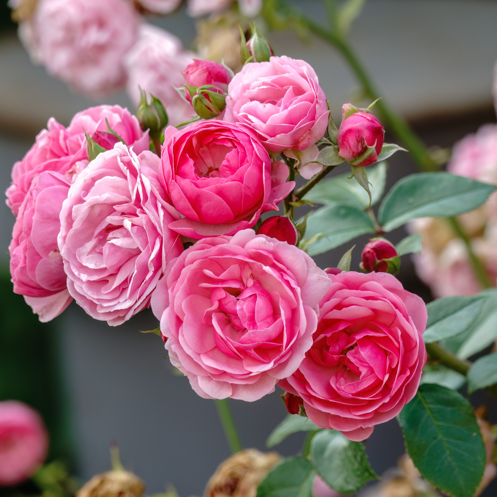 When to prune roses – why pros warn against pruning in fall | Ideal Home