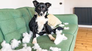 Dog sitting on chewed up sofa looking guilty