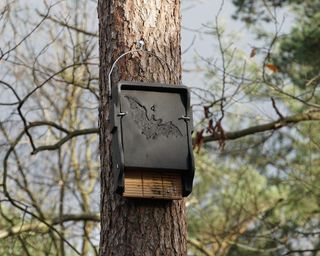 Bat nesting box attached to a tree in a forest
