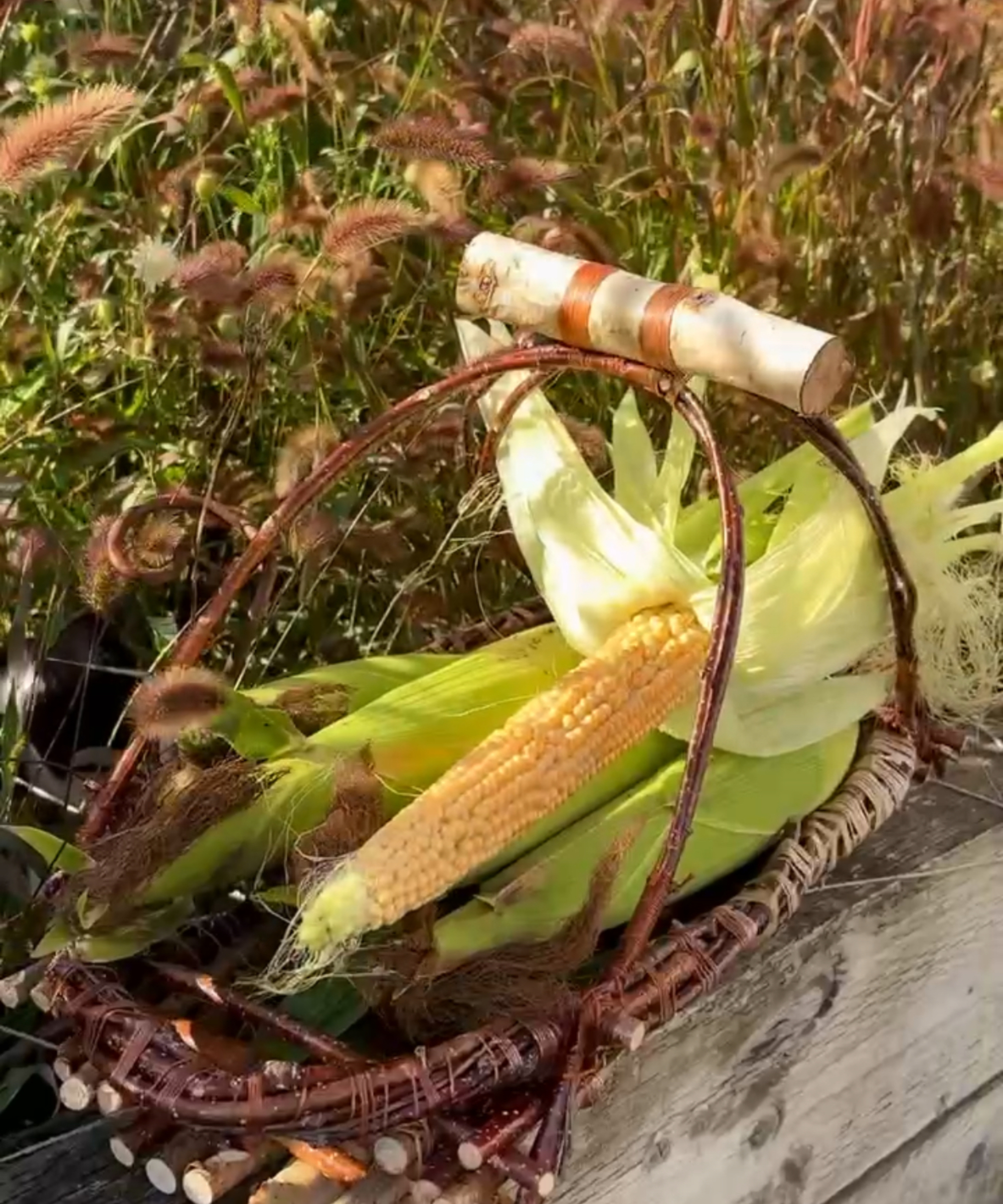 corn on the cob harvest in a homemade trug