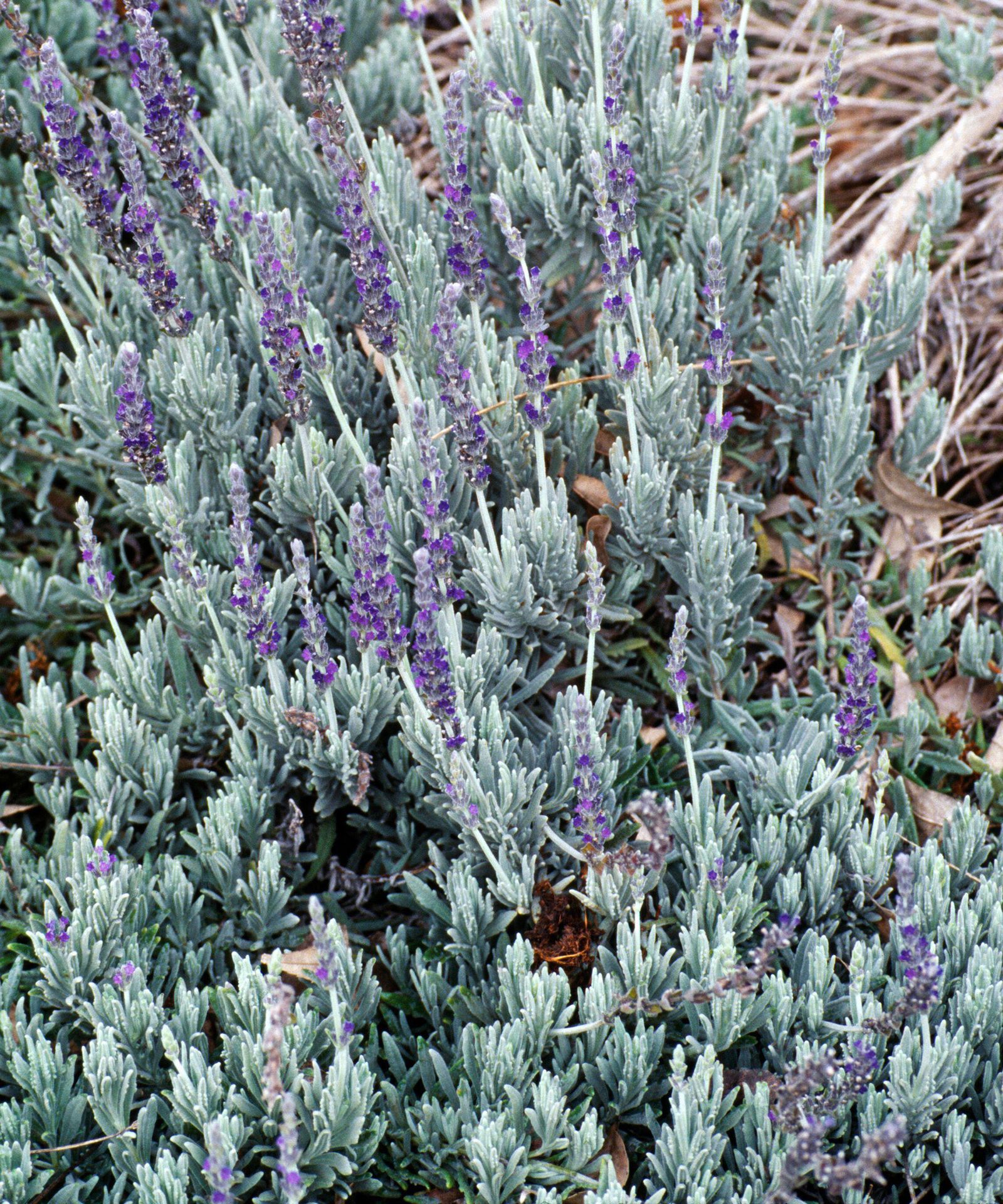 Best lavender varieties 14 fragrant picks for every garden Homes