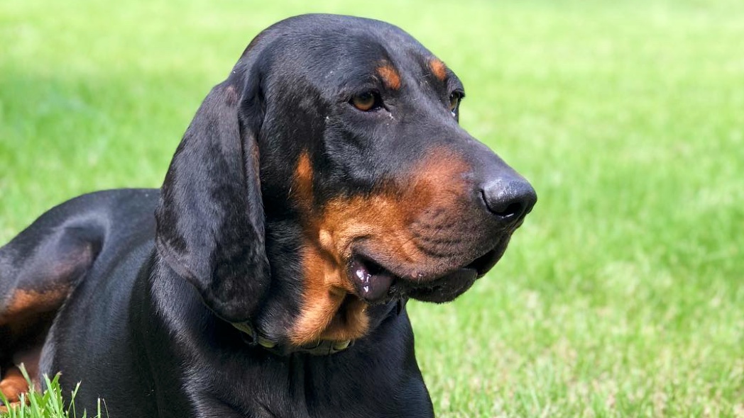 10 best dogs for tracking PetsRadar