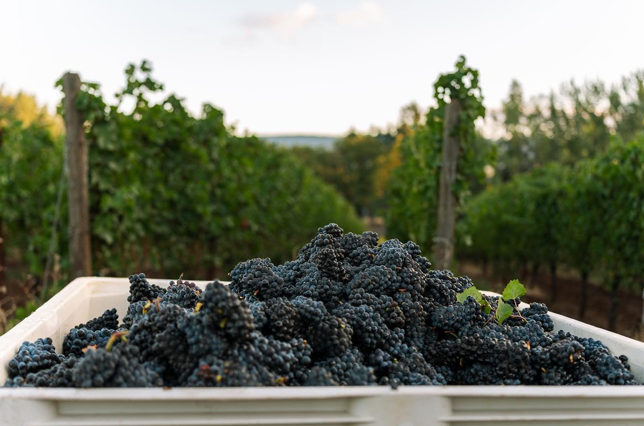 Harvest-time-at-LAngolo-Estate-in-Dundee-Hills.-Credit-LAngolo-Estate-Willamette-Valley-Wineries-Association.jpg