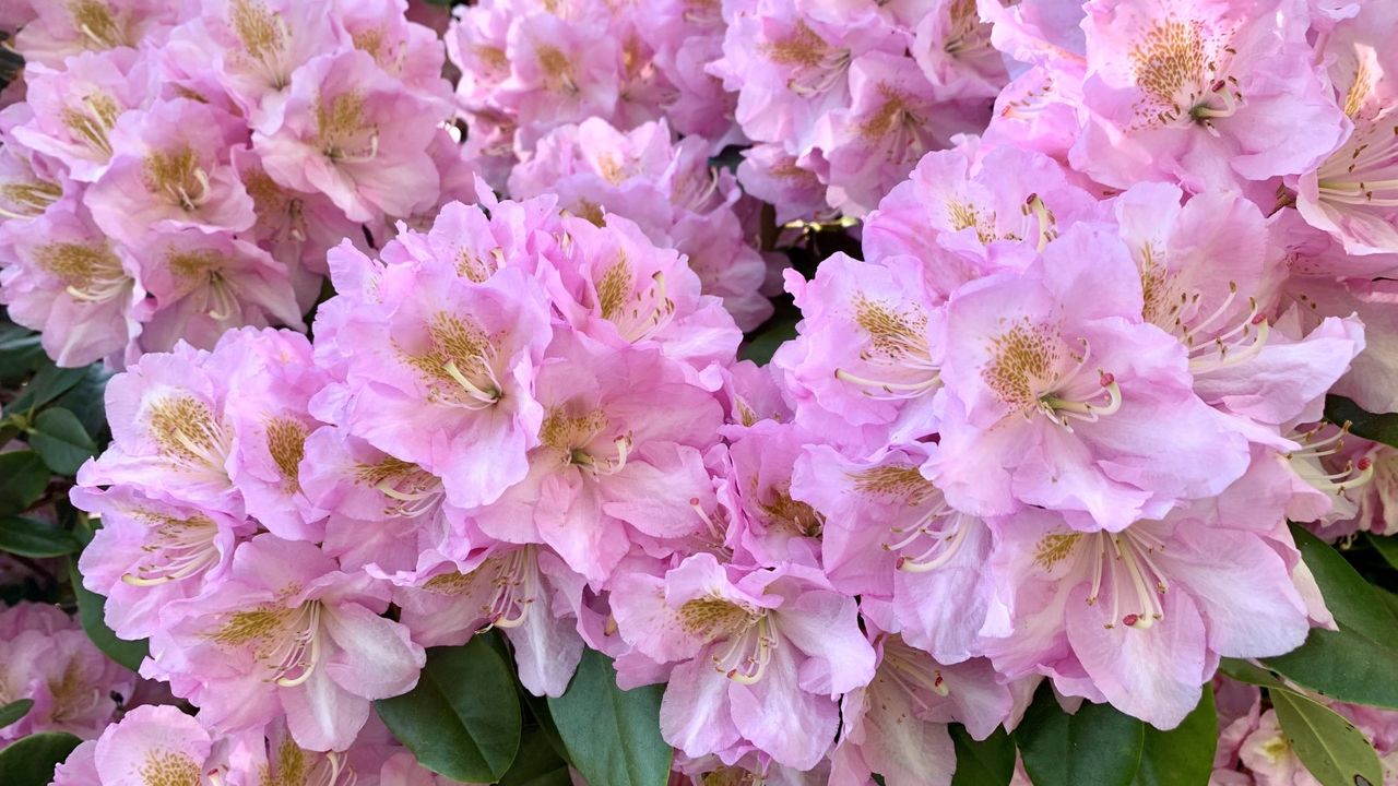 Azalea in bloom