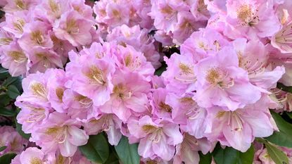 Azalea in bloom