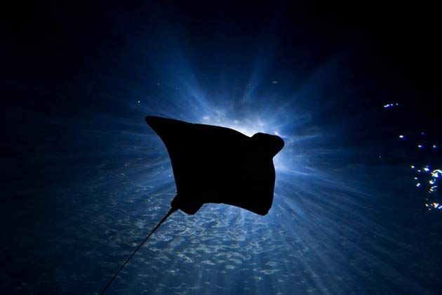 How A Passive Stingray Can Become Deadly Live Science