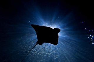 A stingray from below.