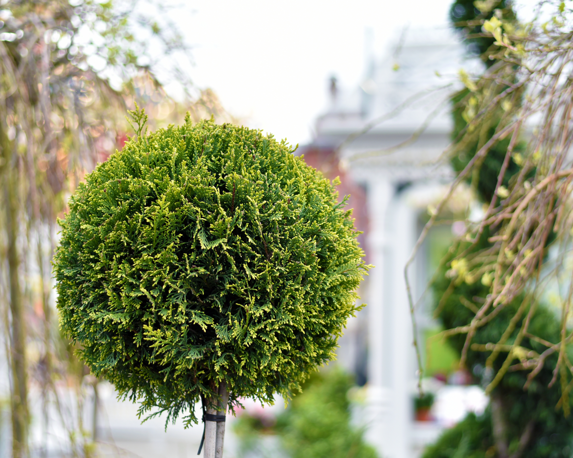 Thuja pruned into a sphere shape