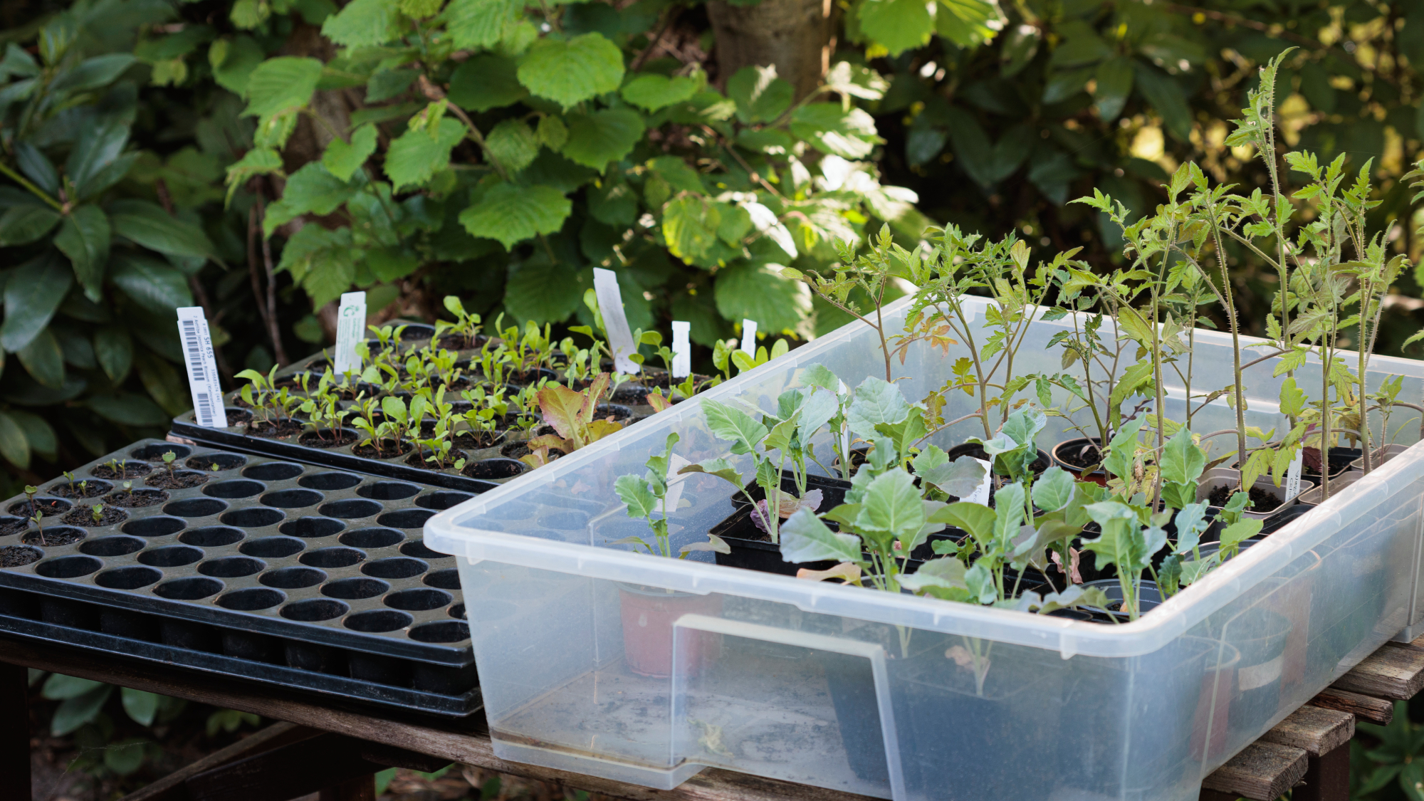 plastic tote full of seedlings