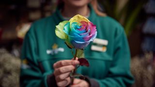 morrisons rainbow roses