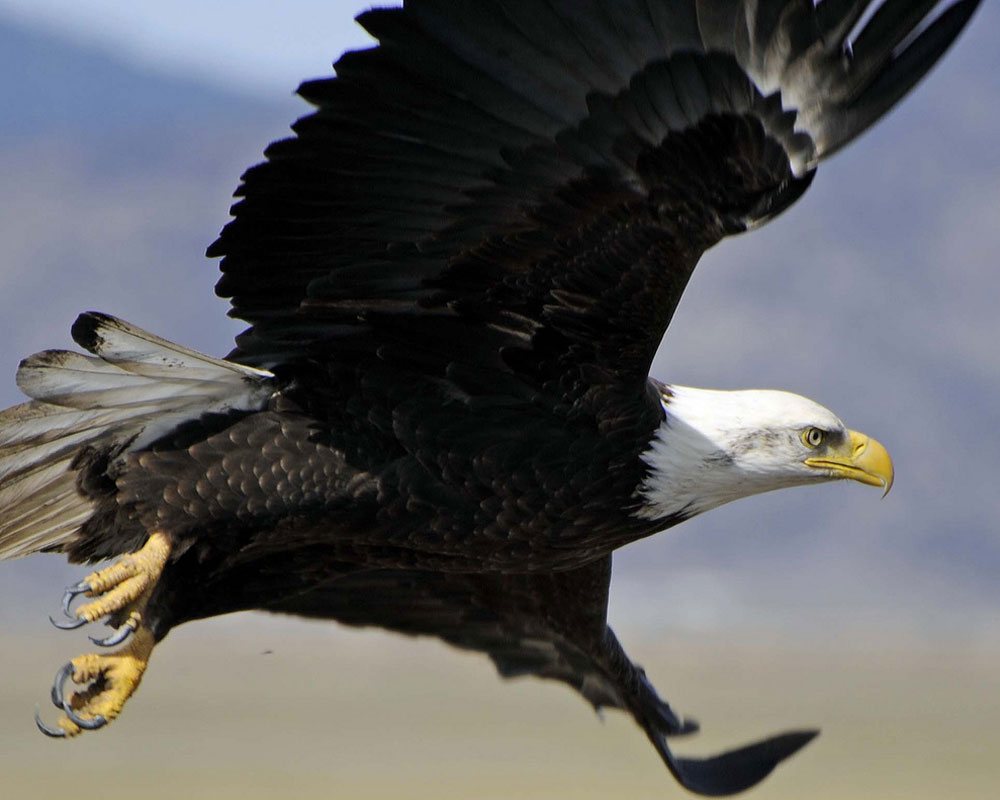 Birds Of Prey: Hawks, Eagles, Falcons, and Vultures of North America