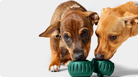 Woof Toys with two dogs laying with them